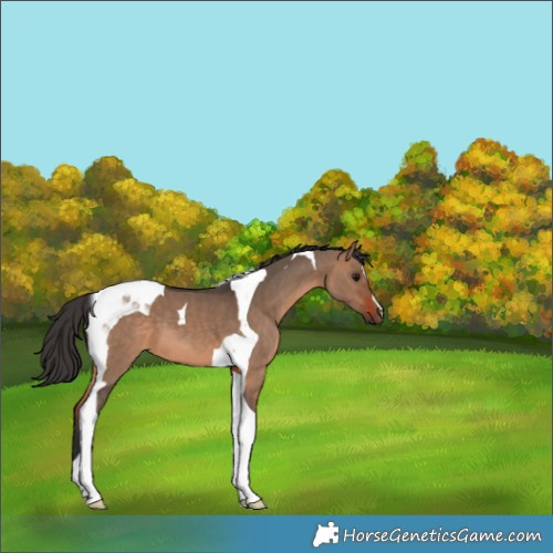 Horse Color:Bay Dun Tobiano 