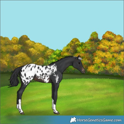 Horse Color:Brown Tobiano Appaloosa 