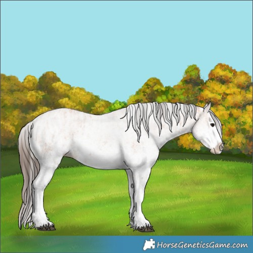 Horse Color:White Spotted Bay Splash  and White Spotted Bay Splash 