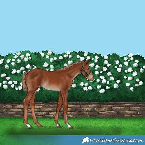 Horse Color:Chestnut Rabicano 