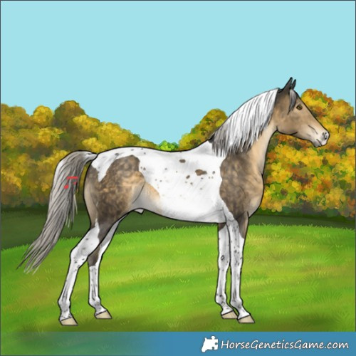 Horse Color:Silver Buckskin Tobiano 