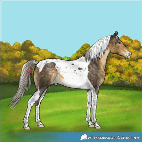 Horse Color:Silver Buckskin Tobiano 