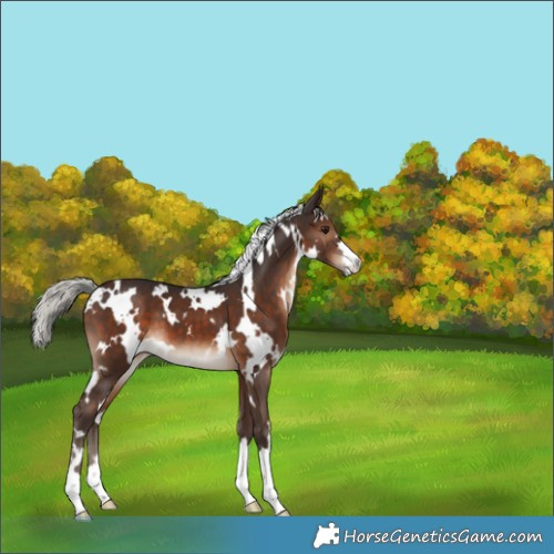 Horse Color:White Spotted Silver Brown 