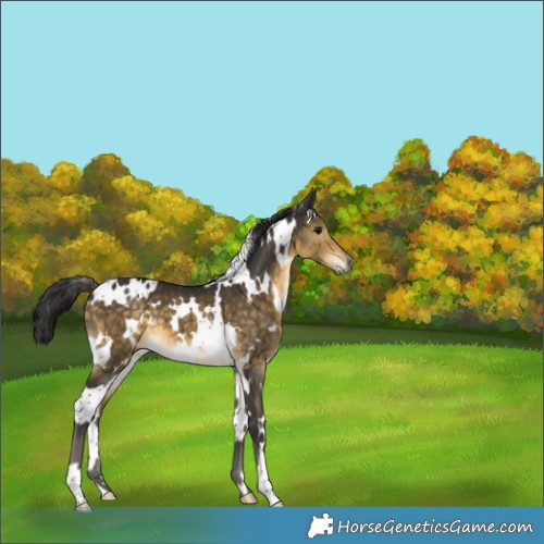 Horse Color:White Spotted Buckskin 