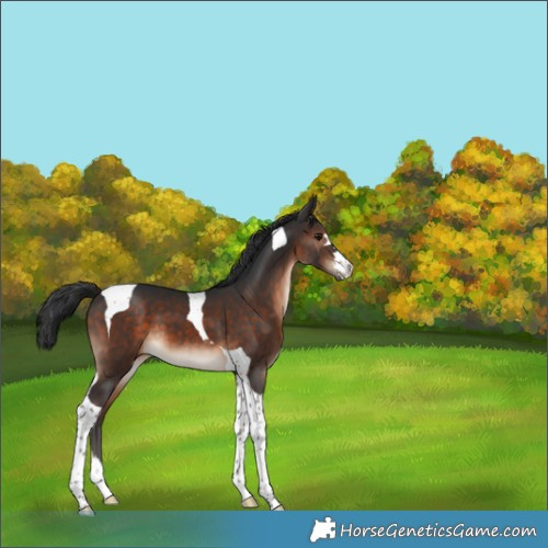 Horse Color:Brown Tobiano 