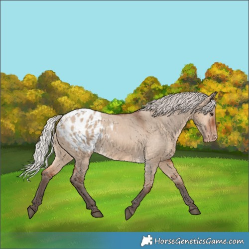 Horse Color:Silver Brown Dun Appaloosa 