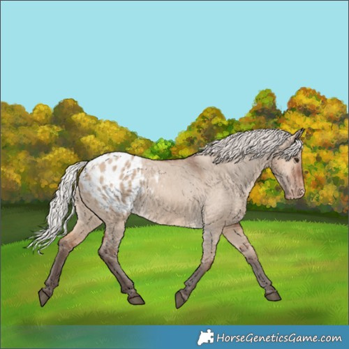 Horse Color:Silver Brown Dun Blanket 
