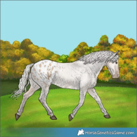 Horse Color:Silver Brown Dun Appaloosa