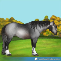 Horse Color:Gray White Spotted Bay 