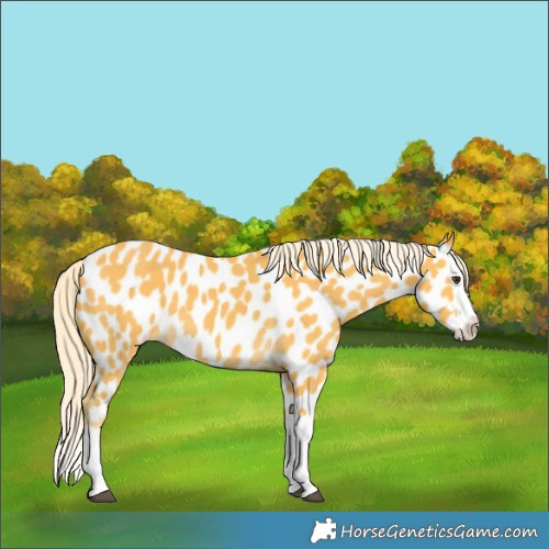 Horse Color:Palomino Splash Appaloosa 