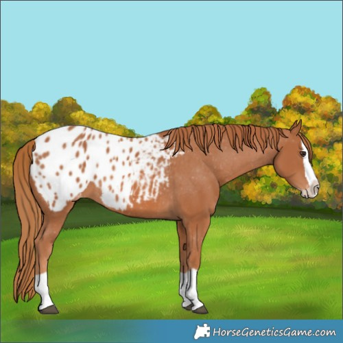 Horse Color:Chestnut Splash Appaloosa 