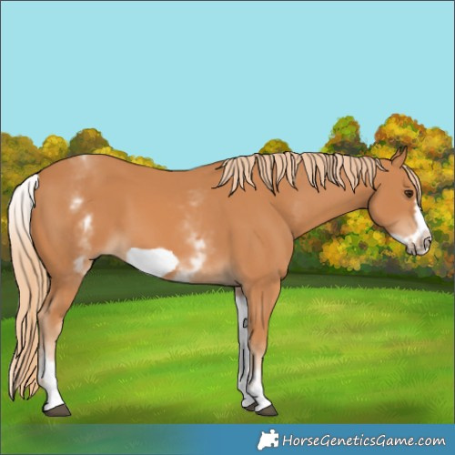 Horse Color:White Spotted Chestnut Frame 
