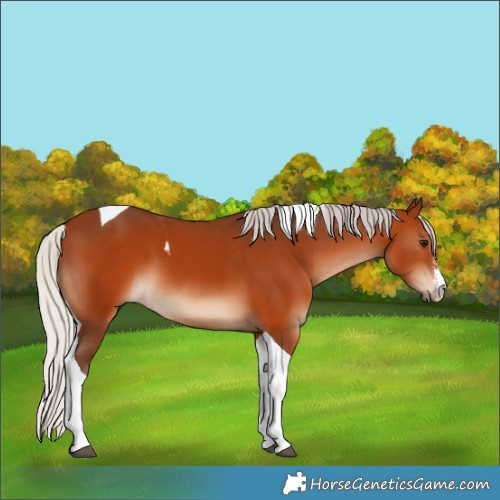 Horse Color:White Spotted Silver Bay Tobiano 