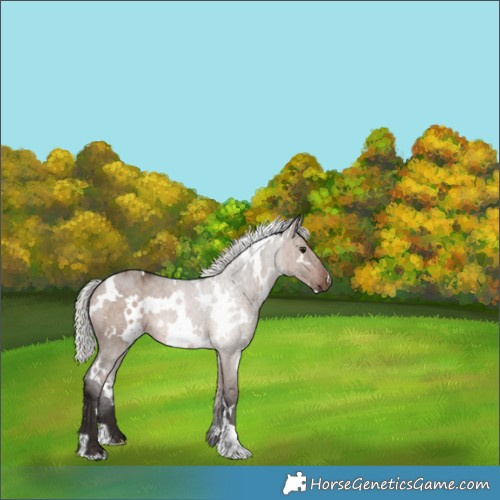 Horse Color:White Spotted Silver Bay Dun Brindle 