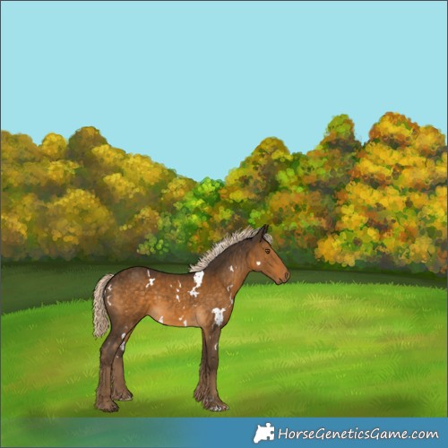 Horse Color:White Spotted Chocolate Palomino 