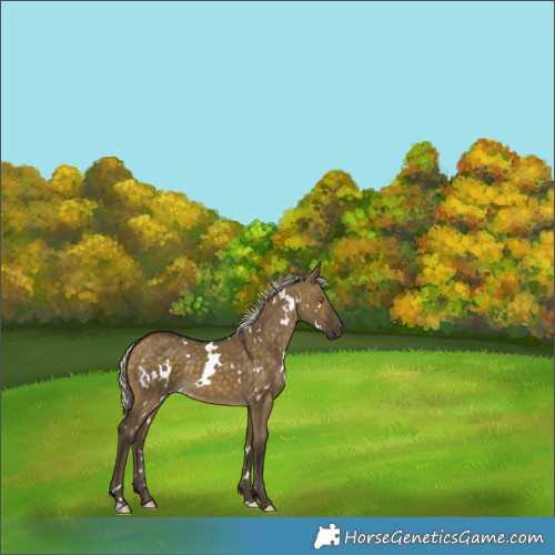 Horse Color:White Spotted Silver Buckskin Dun 