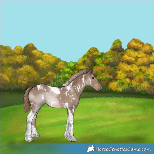 Horse Color:White Spotted Liver Red Dun Tobiano Brindle 