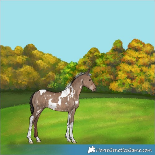 Horse Color:White Spotted Liver Red Dun Tobiano Rabicano Brindle 