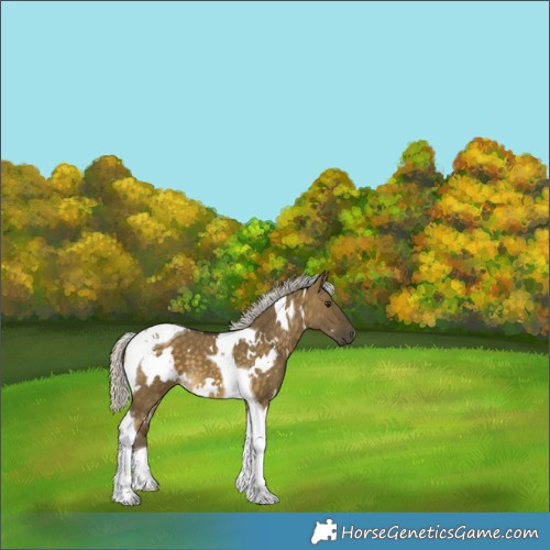 Horse Color:White Spotted Silver Buckskin Dun Tobiano 