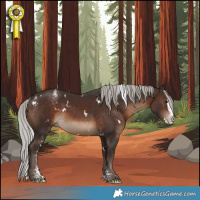 Horse Color:Powder White White Spotted Silver Brown Splash
