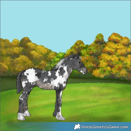 Horse Color:White Spotted Black Merle 