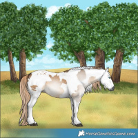 Horse Color:Gray Chocolate Palomino Dun Tobiano 