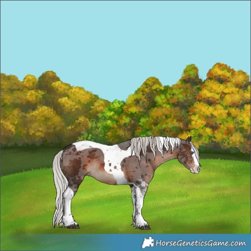 Horse Color:Silver Brown Merle Splash Tobiano