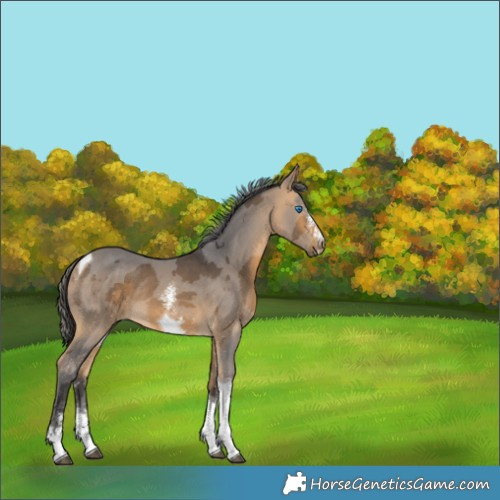 Horse Color:Buckskin Merle Sabino Tobiano Rabicano 