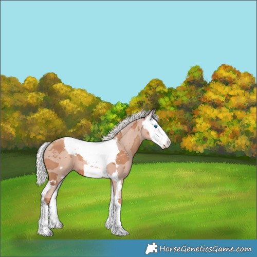 Horse Color:Silver Classic Champagne Merle Frame 