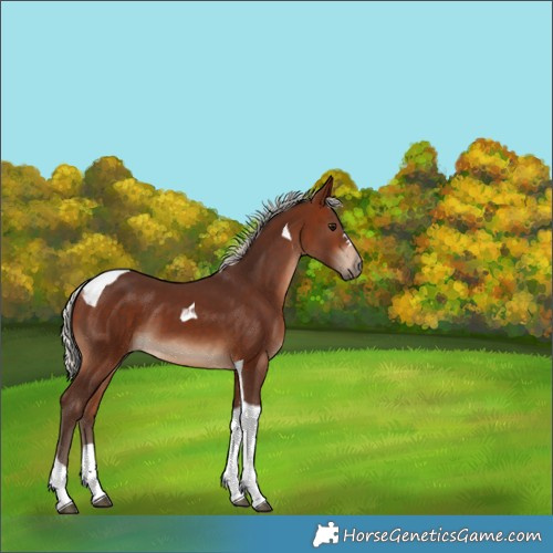 Horse Color:Silver Bay Tobiano 