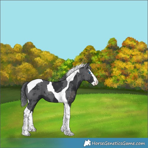 Horse Color:Black Merle Splash Tobiano 