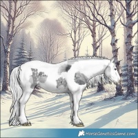 Horse Color:Silver Black Chinchilla Merle Tobiano