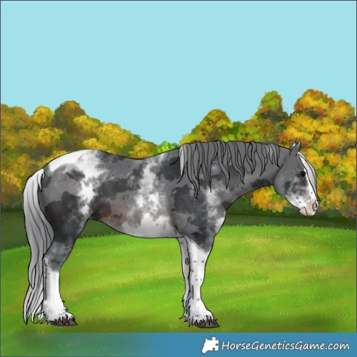 Horse Color:Silver Brown Merle Splash Tobiano 