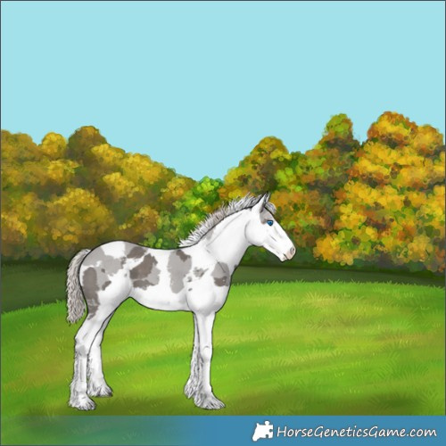 Horse Color:Silver Black Merle Sabino 