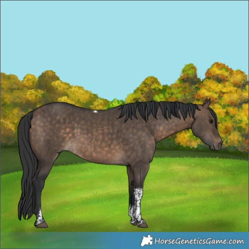 Horse Color:Brown Dun Tobiano Rabicano Brindle 