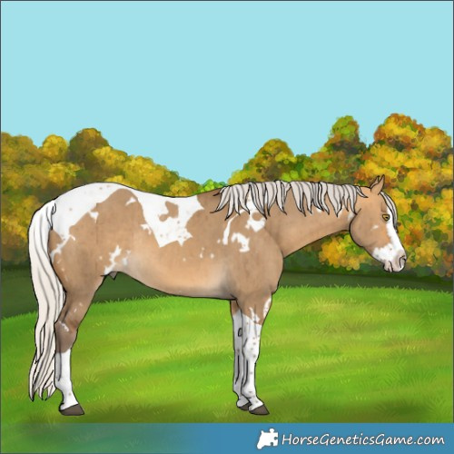 Horse Color:White Spotted Silver Buckskin Dun Splash Tobiano Rabicano Brindle