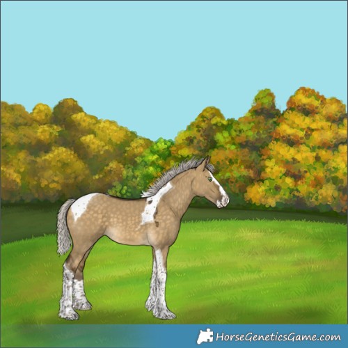 Horse Color:Silver Buckskin Dun Splash Tobiano 