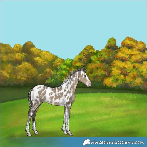 Horse Color:White Spotted Silver Smoky Grullo Splash Tobiano Appaloosa