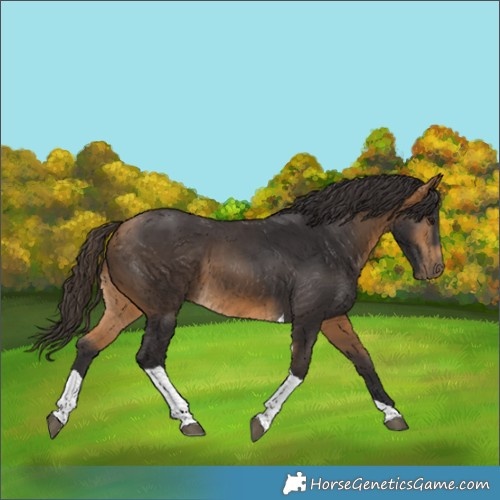 Horse Color:Buckskin Tobiano 