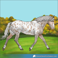 Horse Color:Silver Brown Dun Appaloosa 