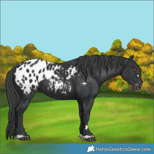Horse Color:Black Appaloosa