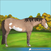 Horse Color:Amber Champagne Frame 