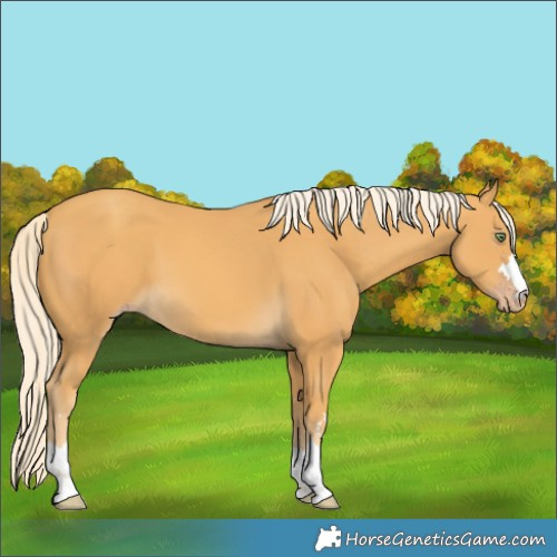 Horse Color:Gold Cream Champagne 