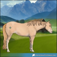 Horse Color:Gold Champagne 