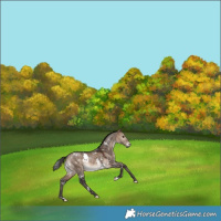 Horse Color:White Spotted Bay Dun Rabicano