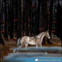 Horse Color:White Spotted Bay Dun Rabicano 