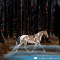 Horse Color:White Spotted Liver Red Dun Tobiano Rabicano 