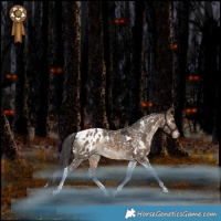 Horse Color:White Spotted Bay Dun Tobiano Blanket Rabicano 