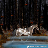 Horse Color:White Spotted Brown Dun Rabicano