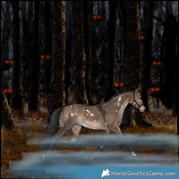 Horse Color:White Spotted Bay Dun Rabicano